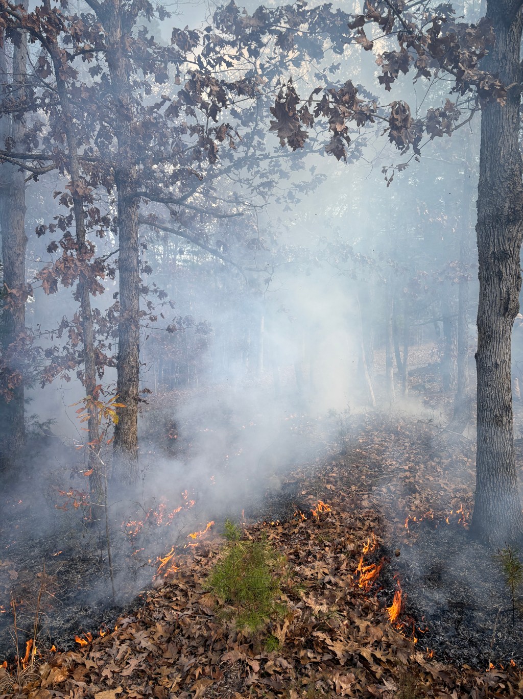 fire is catching. if we (prescribe) burn you (prescribe) burn with&nbsp;us!